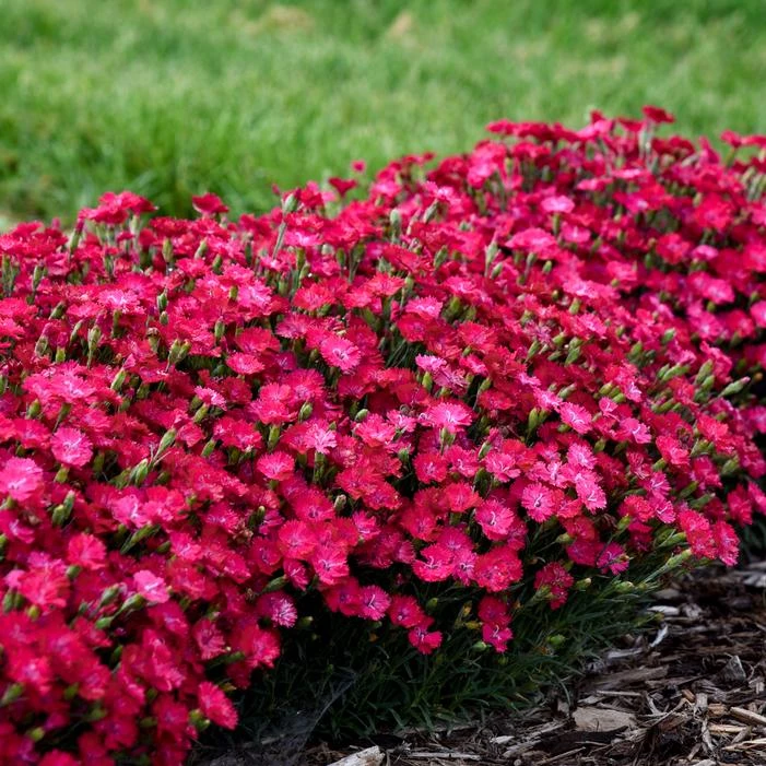 PAINT THE TOWN RED DIANTHUS 1 PAINT THE TOWN RED DIANTHUS