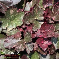 MIDNIGHT ROSE CORAL BELLS 5 MIDNIGHT ROSE CORAL BELLS -Deals Plants Store DETA5 456