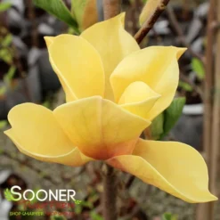 JUDY ZUK MAGNOLIA -Deals Plants Store DETA5 4696