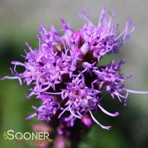 KOBOLD GAYFEATHER 1 KOBOLD GAYFEATHER