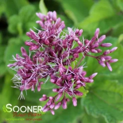 LITTLE JOE JOE PYE WEED -Deals Plants Store DETA5 543