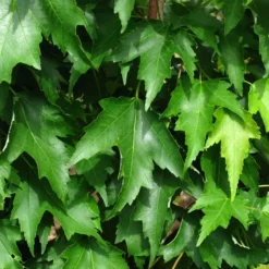 ARMSTRONG GOLD® MAPLE -Deals Plants Store DETA5 5466