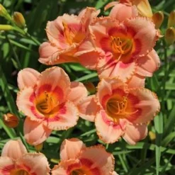 STRAWBERRY CANDY DAYLILY 6 STRAWBERRY CANDY DAYLILY -Deals Plants Store DETA5 568