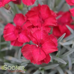 FROSTY FIRE DIANTHUS -Deals Plants Store DETA5 732