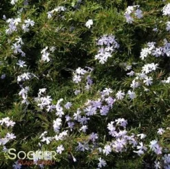 EMERALD BLUE CREEPING PHLOX -Deals Plants Store DETA5 969