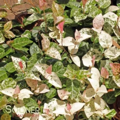 SNOW N SUMMER™ ASIATIC JASMINE 11 SNOW N SUMMER™ ASIATIC JASMINE -Deals Plants Store DETA6 1620