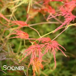 SEIRYU UPRIGHT JAPANESE MAPLE 10 SEIRYU UPRIGHT JAPANESE MAPLE -Deals Plants Store DETA6 1875