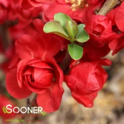 DOUBLE TAKE® SCARLET STORM QUINCE -Deals Plants Store DETA6 2022