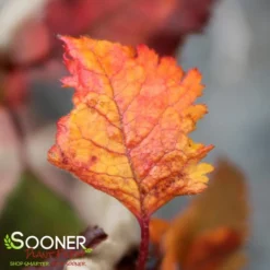 KOJO-NO-MAI ORNAMENTAL CHERRY BUSH -Deals Plants Store DETA6 3931