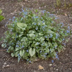 QUEEN OF HEARTS BRUNNERA -Deals Plants Store DETA6 4100