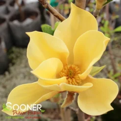 JUDY ZUK MAGNOLIA -Deals Plants Store DETA6 4696