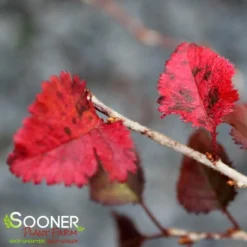 KOJO-NO-MAI ORNAMENTAL CHERRY BUSH -Deals Plants Store DETA7 3931