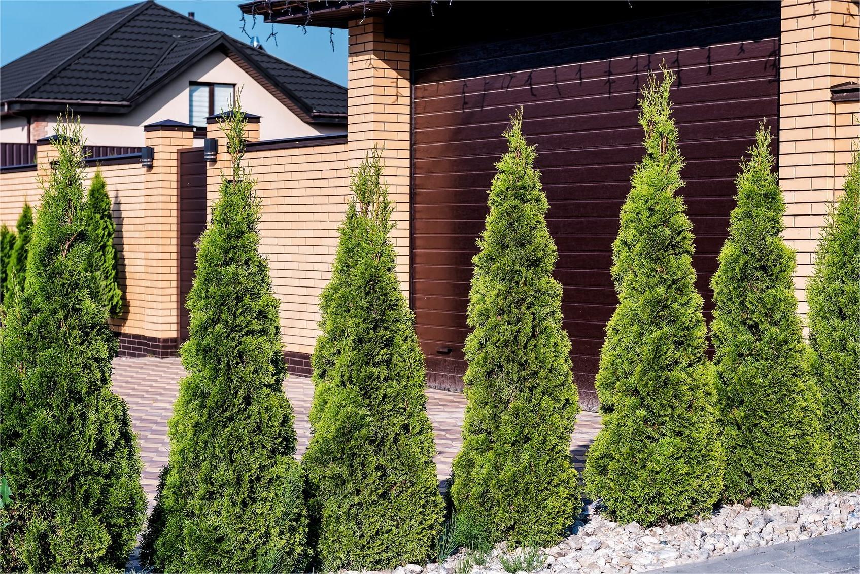 Deals Plants Store -Deals Plants Store GettyImages 1409475015