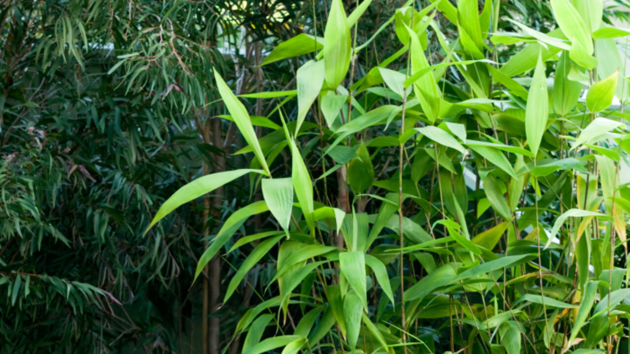 Deals Plants Store 32 Deals Plants Store -Deals Plants Store Tiger Grass 1280x720 1