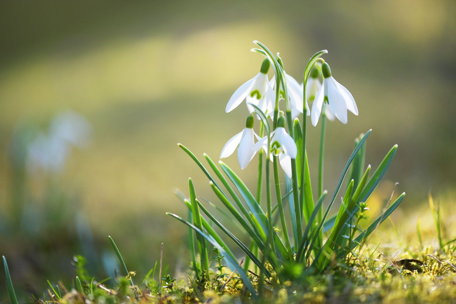 Deals Plants Store 2 Deals Plants Store -Deals Plants Store early spring bloom flowers 4164258 10 28ecddf270e74b1d84b155a1e878a799