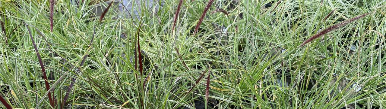 Deals Plants Store -Deals Plants Store grasses 3974x1127 64c13b7c5877c